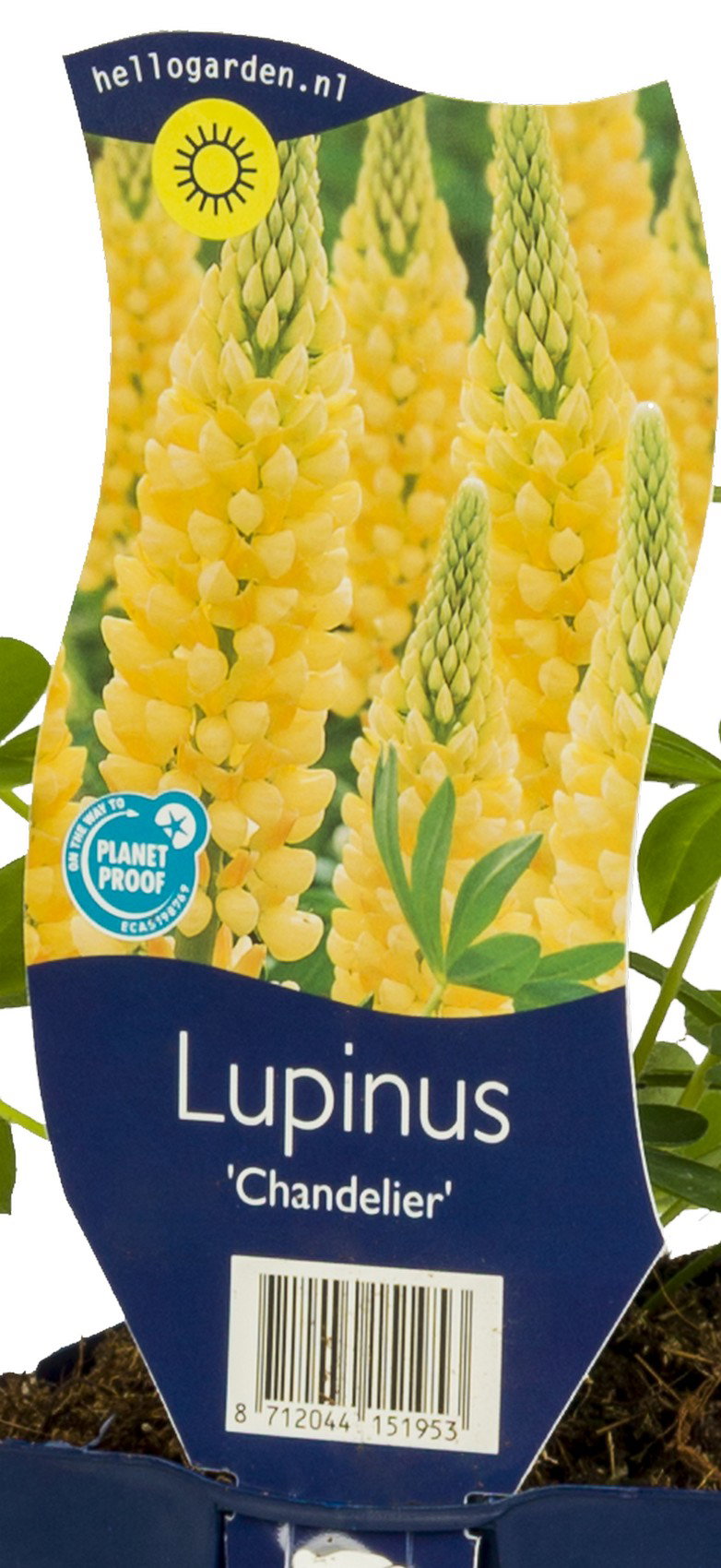Lupinus Chandelier vaste plant Griffioen - Griffioen