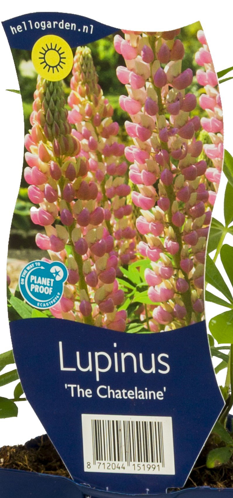 Lupinus The Chatelaine vaste plant Griffioen - Griffioen