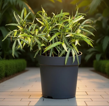 Pleioblastus variegatus vaste plant Griffioen - Griffioen