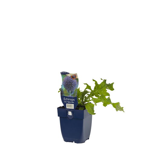https://cdn.warentuin.nl/media/catalog/product/S/C/SCAN8712044158273_01_echinops_bann_taplow_blue_griffioen_8a82.jpg