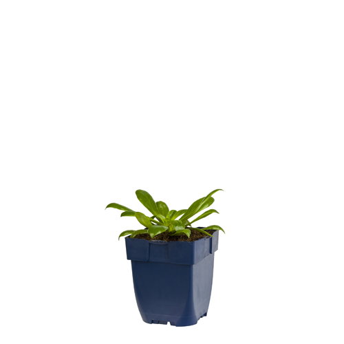 https://cdn.warentuin.nl/media/catalog/product/S/C/SCAN8712044159348_lewisia_cotyledon_griffioen_e546.jpg