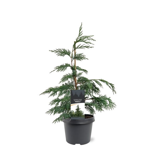 Warentuin natuurlijk Chamaecyparis nootk. Pendula 40-50 cm Conifeer - 