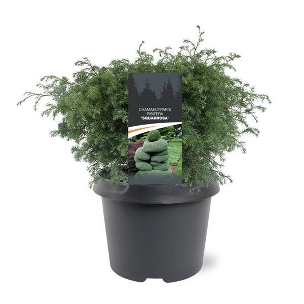 Warentuin natuurlijk Chamaecyparis pis. Squarrosa 25-30 cm Conifeer - 