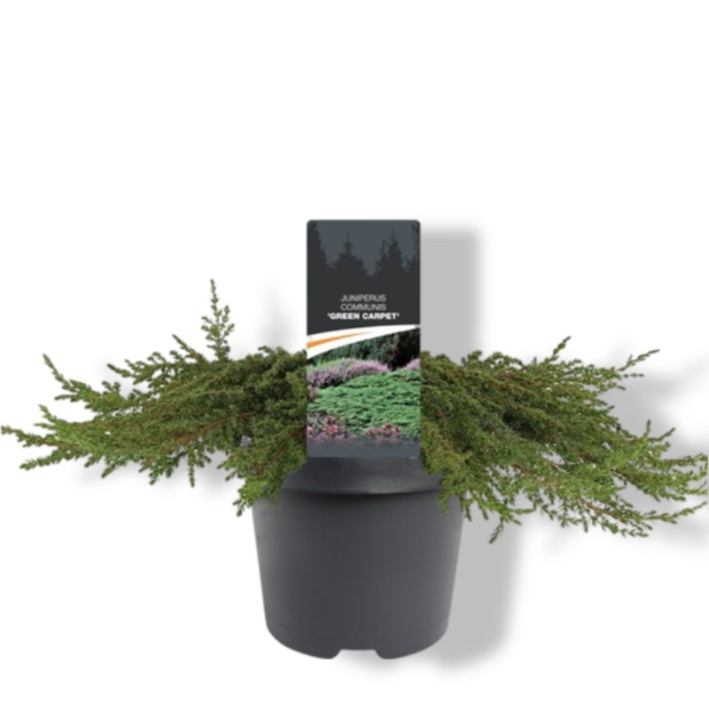 https://cdn.warentuin.nl/media/catalog/product/S/C/SCAN8712044599595_01_warentuin_natuurlijk_juniperus_communis_green_carpet_40_50_d89b.jpg