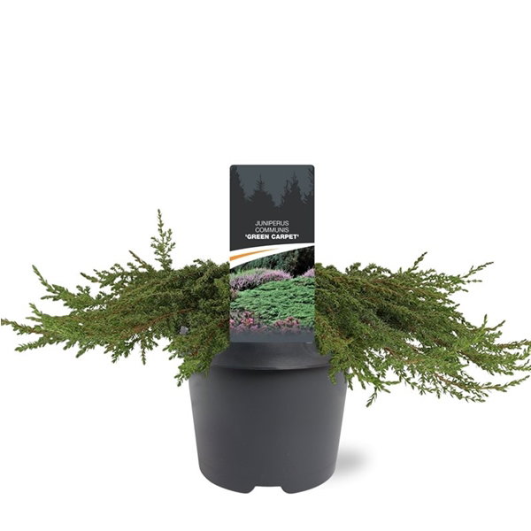 https://cdn.warentuin.nl/media/catalog/product/S/C/SCAN8712044599595_juniperus_communis_green_carpet_40_50_cm_conifeer_warentuin_n_cd50.jpg