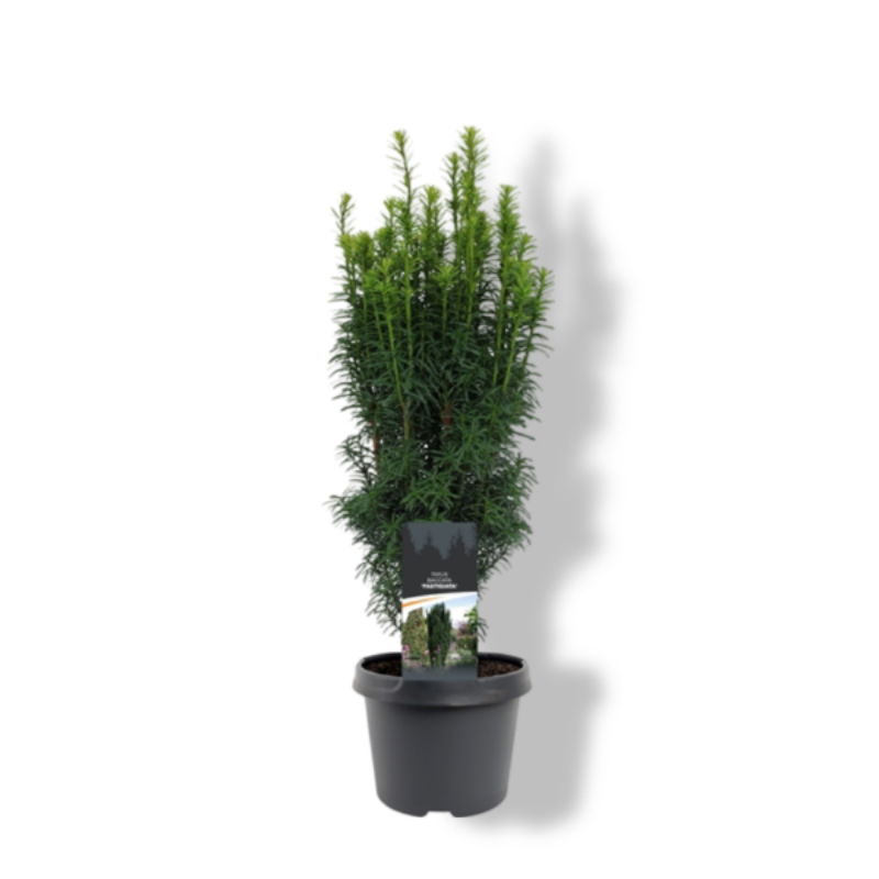 https://cdn.warentuin.nl/media/catalog/product/S/C/SCAN8712044630465_01_warentuin_natuurlijk_taxus_baccata_fastigiata_40_50_cm_con_6244.jpg