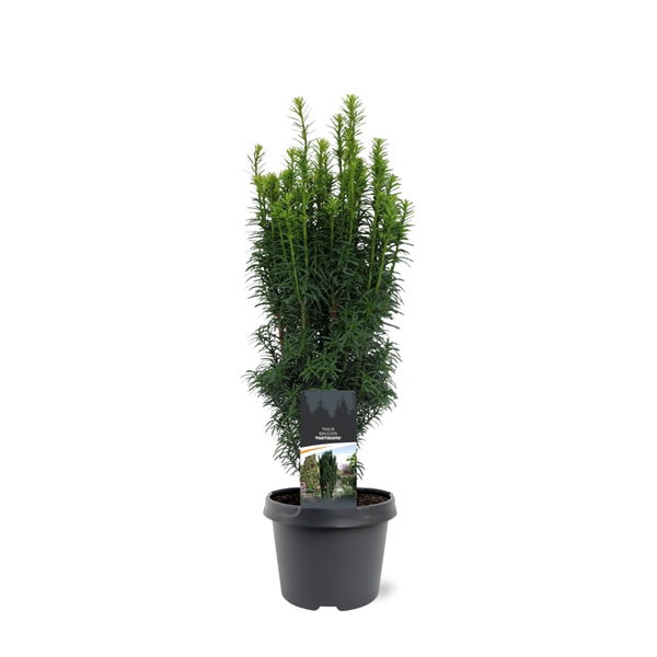 https://cdn.warentuin.nl/media/catalog/product/S/C/SCAN8712044630465_taxus_baccata_fastigiata_40_50_cm_conifeer_warentuin_natuurli_3e01.jpg