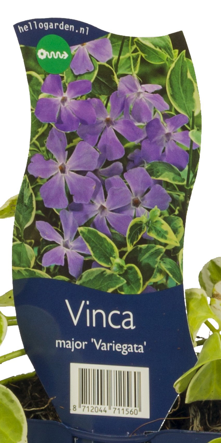 Vinca major Variegata vaste plant Griffioen - Griffioen
