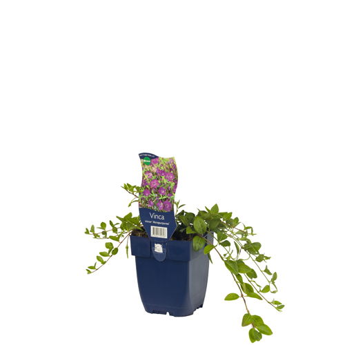 https://cdn.warentuin.nl/media/catalog/product/S/C/SCAN8712044722726_01_vinca_minor_atropurpurea_griffioen_2863.jpg