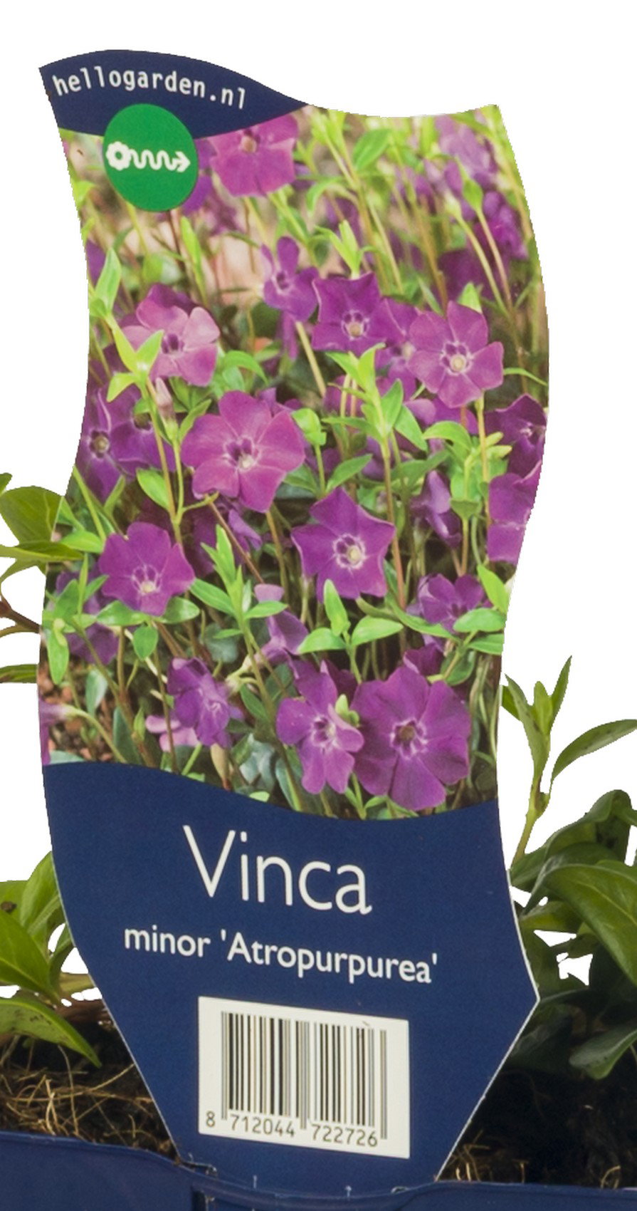 Vinca minor Atropurpurea vaste plant Griffioen - Griffioen