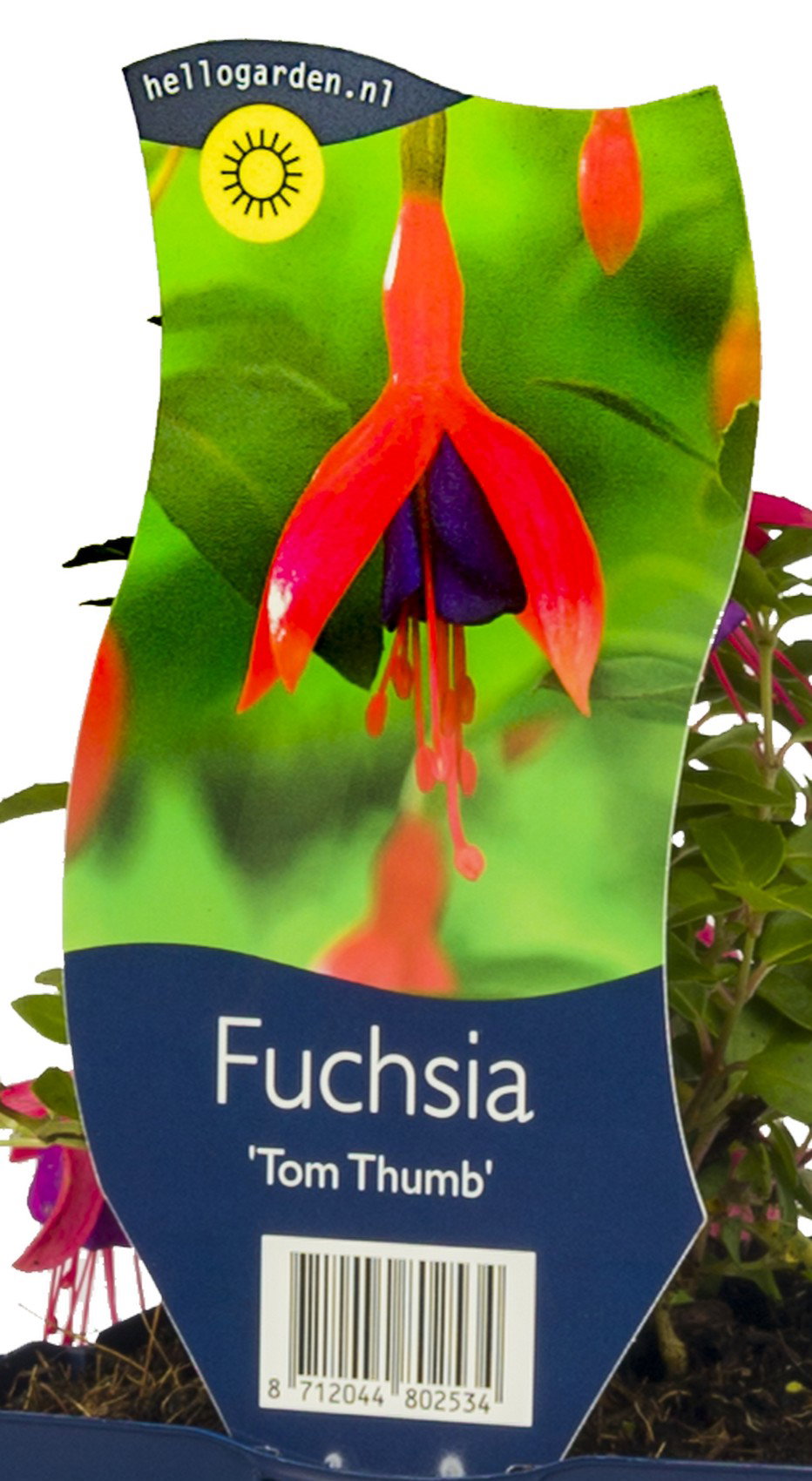 Fuchsia Tom Thumb vaste plant Griffioen - Griffioen
