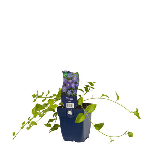 https://cdn.warentuin.nl/media/catalog/product/S/C/SCAN8712044804248_01_vinca_major_griffioen_3385.jpg