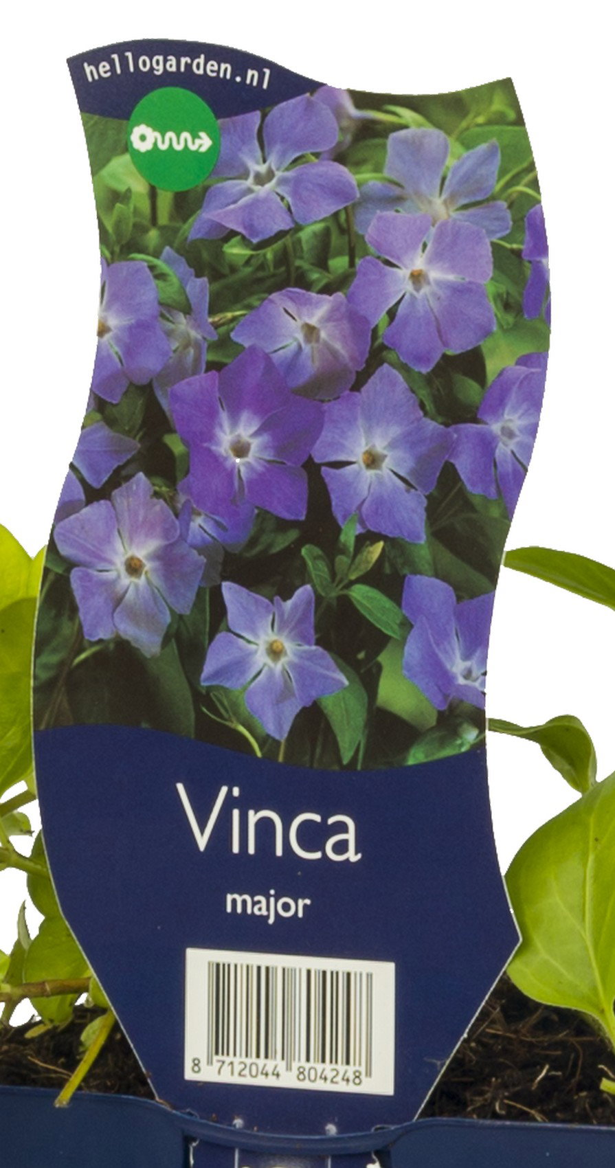 Vinca major vaste plant Griffioen - Griffioen