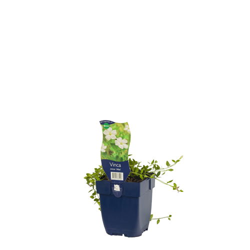 https://cdn.warentuin.nl/media/catalog/product/S/C/SCAN8712044835198_01_vinca_minor_alba_griffioen_c51b.jpg