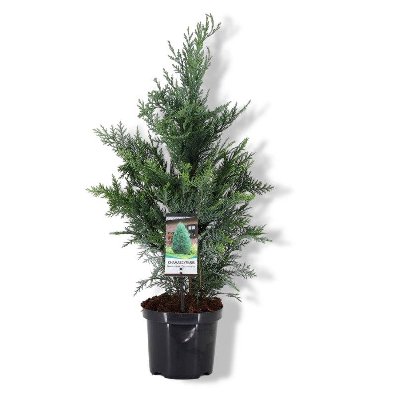 https://cdn.warentuin.nl/media/catalog/product/S/C/SCAN8712044841779_01_warentuin_natuurlijk_chamaecyparis_law_colum_f563.jpg