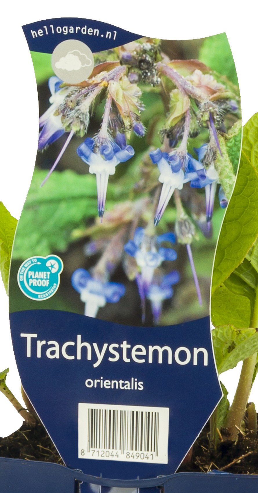 Trachystemon orientalis vaste plant Griffioen - Griffioen