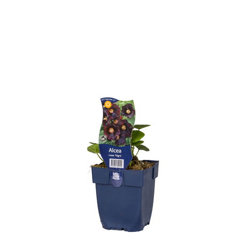https://cdn.warentuin.nl/media/catalog/product/S/C/SCAN8712044849454_01_alcea_rosea_nigra_griffioen_ef70.JPG