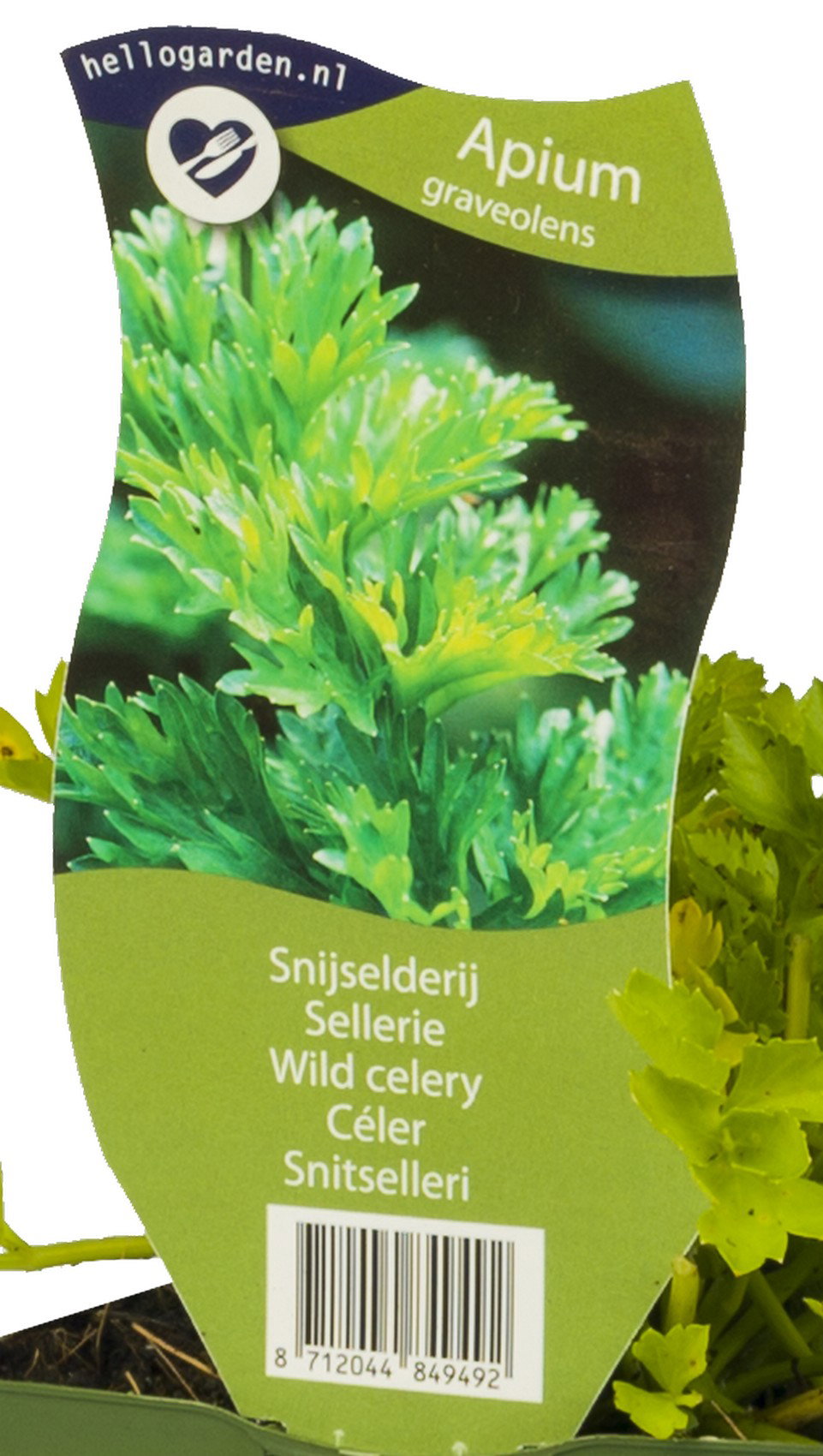 Snijselderij kruid Apium graveolens Griffioen - Griffioen