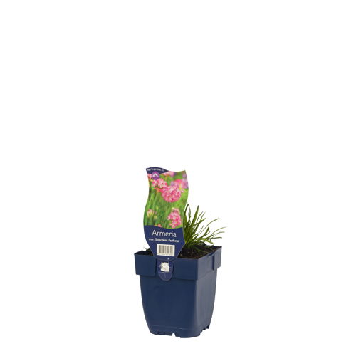 https://cdn.warentuin.nl/media/catalog/product/S/C/SCAN8712044851358_01_armeria_mar_splendens_perfecta_griffioen_bd8f.jpg