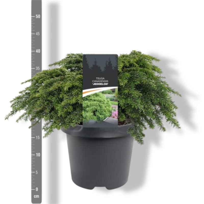 https://cdn.warentuin.nl/media/catalog/product/S/C/SCAN8712044884158_01_warentuin_natuurlijk_tsuga_canadensis_jeddeloh_30_40_cm_co_9e82.jpg