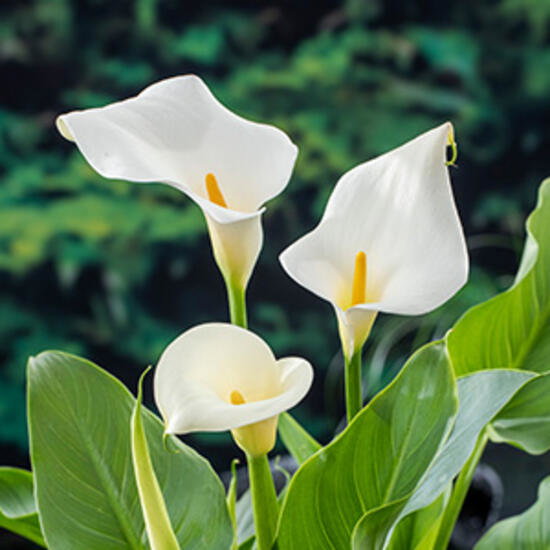 Moerings Zantedeschia aethiopica Kant en Klare 18 cm Manden solitair  - 