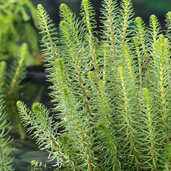 Moerings Hippuris vulgaris Zuurstofplanten in mand 18 x 18  - 