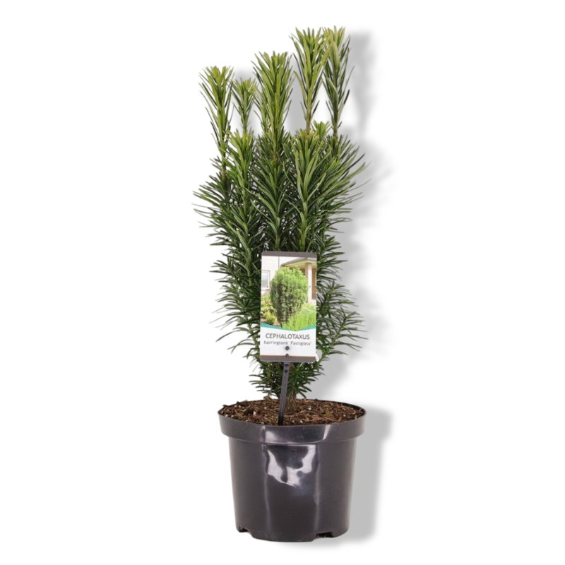 https://cdn.warentuin.nl/media/catalog/product/S/C/SCAN8712044902302_01_warentuin_natuurlijk_cephalotaxus_harrington_b3dd.jpg