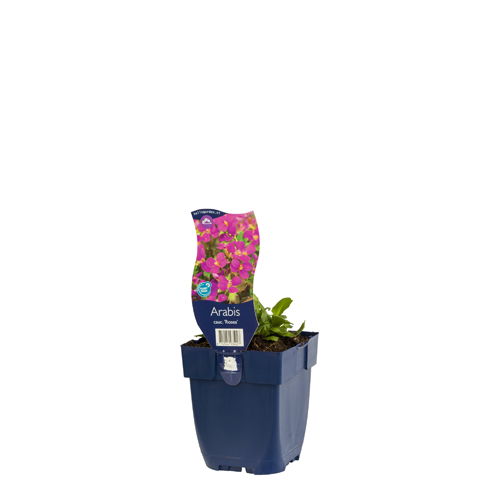 https://cdn.warentuin.nl/media/catalog/product/S/C/SCAN8712044935027_01_arabis_cauc_rosea_griffioen_af33.jpg