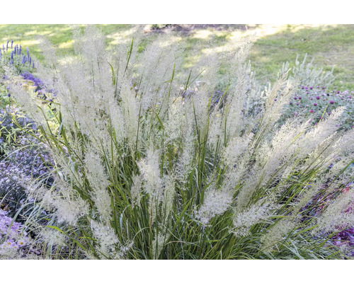 Calamagrostis arundinacea - Griffioen