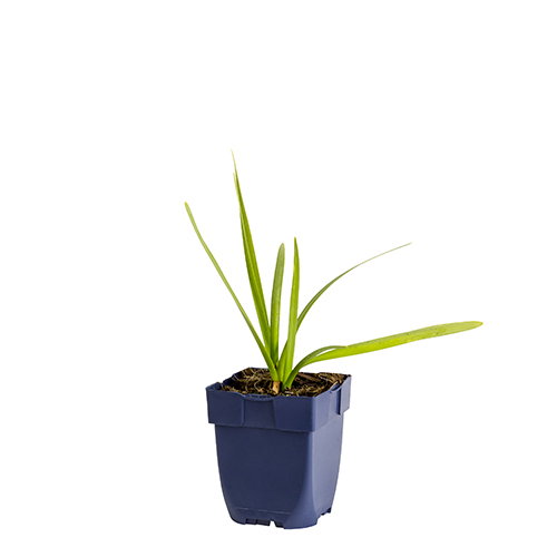 https://cdn.warentuin.nl/media/catalog/product/S/C/SCAN8712044989884_leucojum_aestivum_griffioen_3b7f.JPG