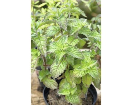 Mentha pip. 'Grapefruit' - Griffioen