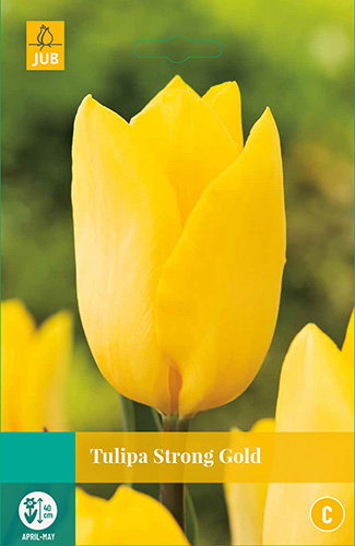 Tulipa Strong Gold JUB, 10 bloembollen - Jub
