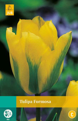Tulipa Formosa JUB, 7 bloembollen - Jub