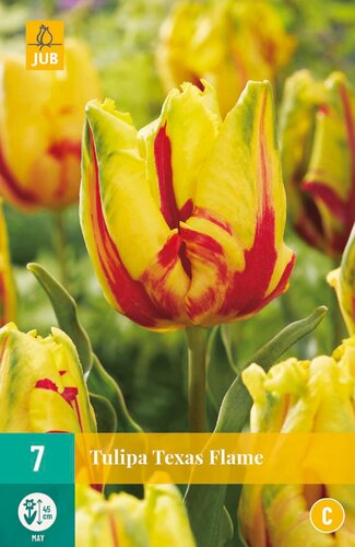 Tulipa texas flame - JUB