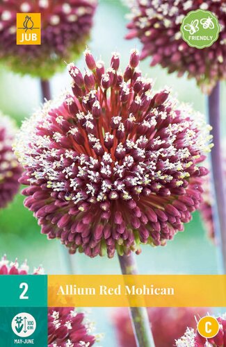 Allium red mohican - JUB