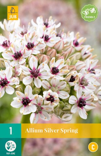 Allium silver spring - JUB