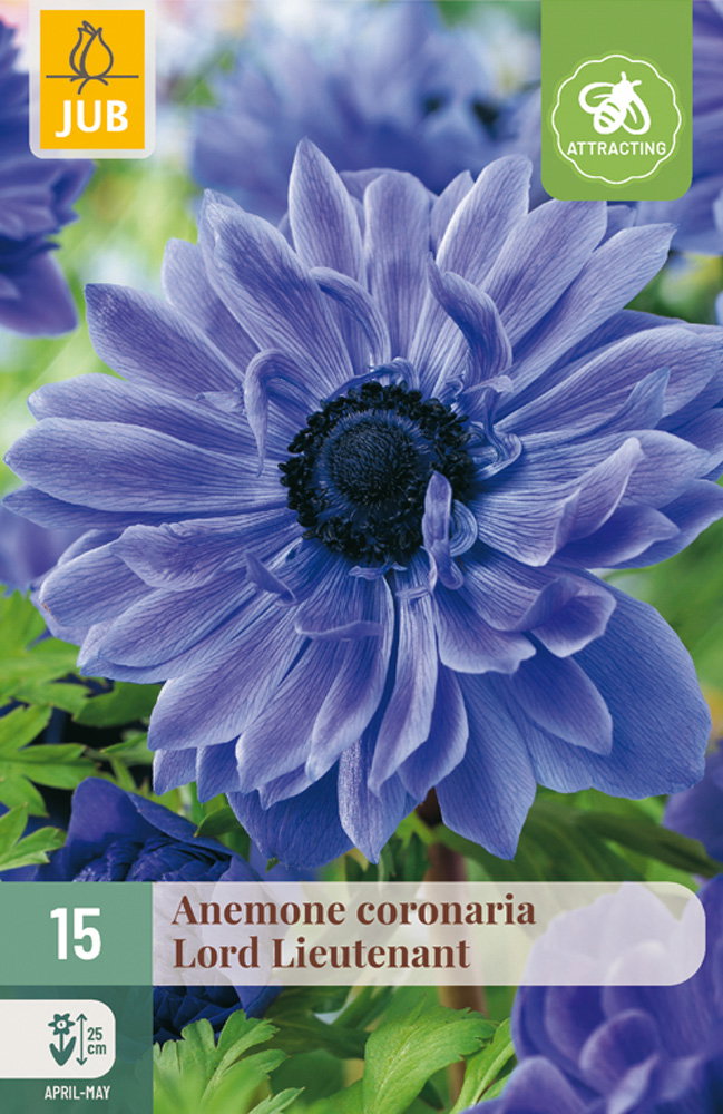 Anemone cor. Lord Lieutenant bloembol JUB 15 stuks - Jub