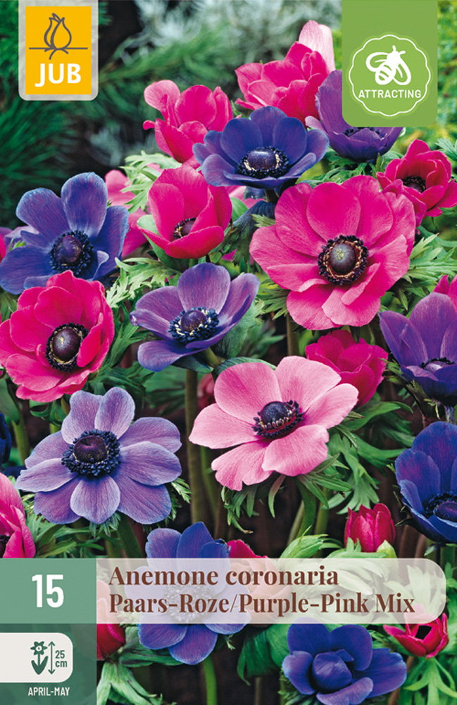 Anemone cor. Paars-roze Mix bloembol JUB 15 stuks - Jub