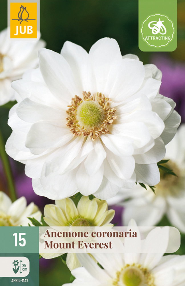 Anemone cor. Mount Everest bloembol JUB 15 stuks - Jub