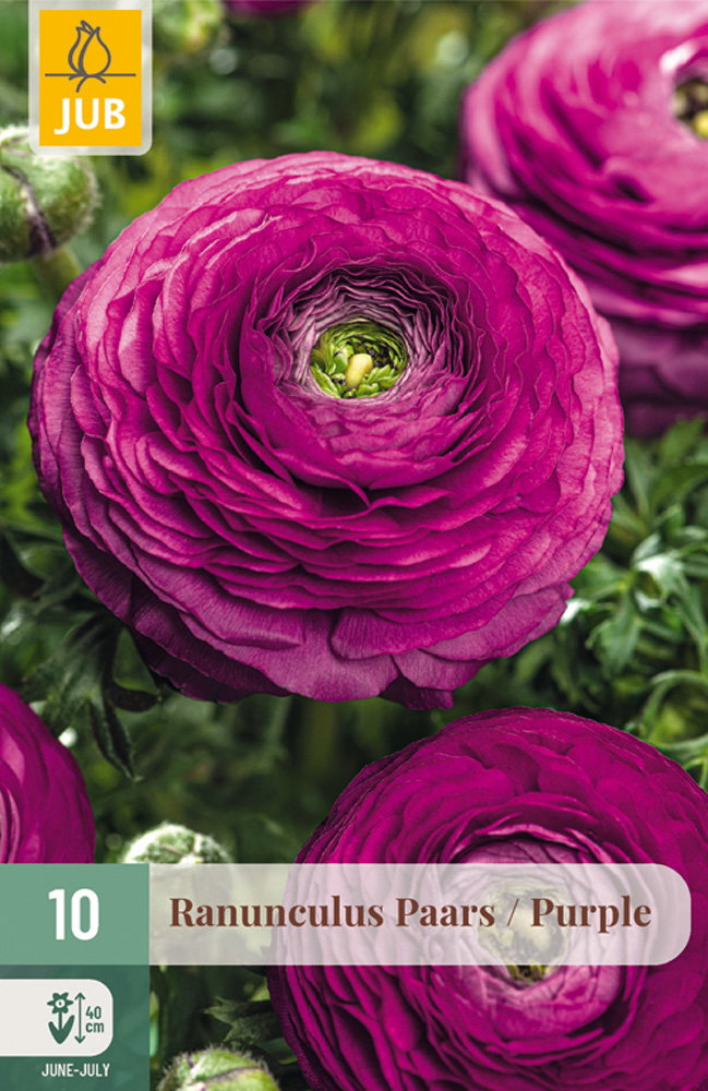 Ranunculus Paars bloembol JUB 10 stuks - Jub