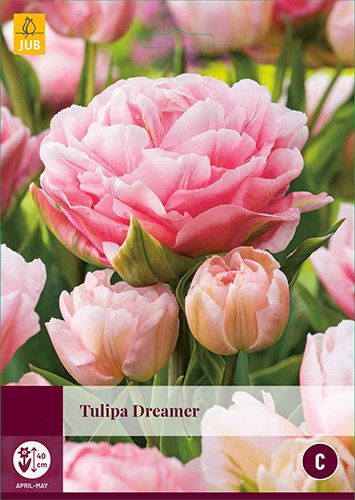 Tulipa Dreamer JUB, 5 bloembollen - Jub