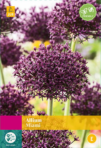 Allium Miami JUB, 15 bloembollen - Jub