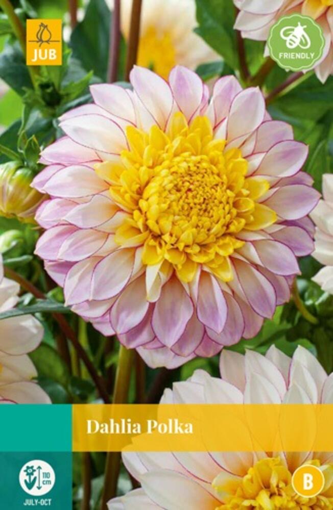 https://cdn.warentuin.nl/media/catalog/product/S/C/SCAN8712438614835_jub_bol_knol_dahlia_polka_1_bol_knol_ca1c.jpg