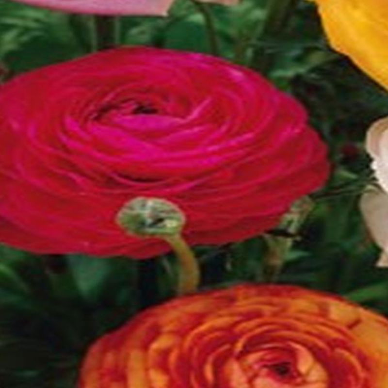 https://cdn.warentuin.nl/media/catalog/product/S/C/SCAN8712438626203_01_jub_ranunculus_mix_10st_bloembol_zomer_jub_e1a1.jpg