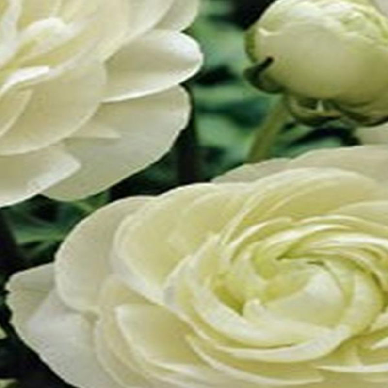 https://cdn.warentuin.nl/media/catalog/product/S/C/SCAN8712438626456_01_jub_ranunculus_wit_white_10st_bloembol_zomer_jub_248c.jpg