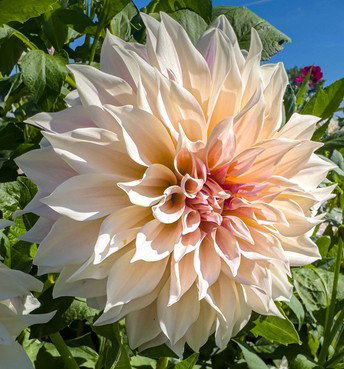 https://cdn.warentuin.nl/media/catalog/product/S/C/SCAN8712438642104_dahlia_cafe_au_lait_bloembol_jub_3_stuks_956f.jpg