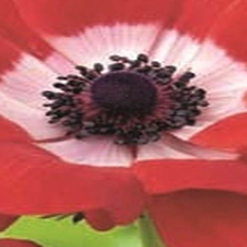 https://cdn.warentuin.nl/media/catalog/product/S/C/SCAN8712438973338_01_jub_anemone_coronaria_hollandia_rood_15_bloembollen_anemoo_c9a6.jpg