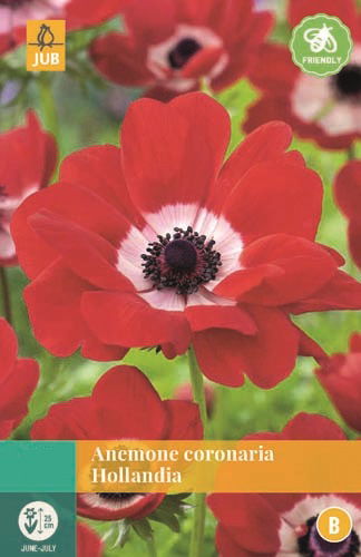 https://cdn.warentuin.nl/media/catalog/product/S/C/SCAN8712438973338_jub_anemone_coronaria_hollandia_rood_15_bloembollen_jub_9074.jpg