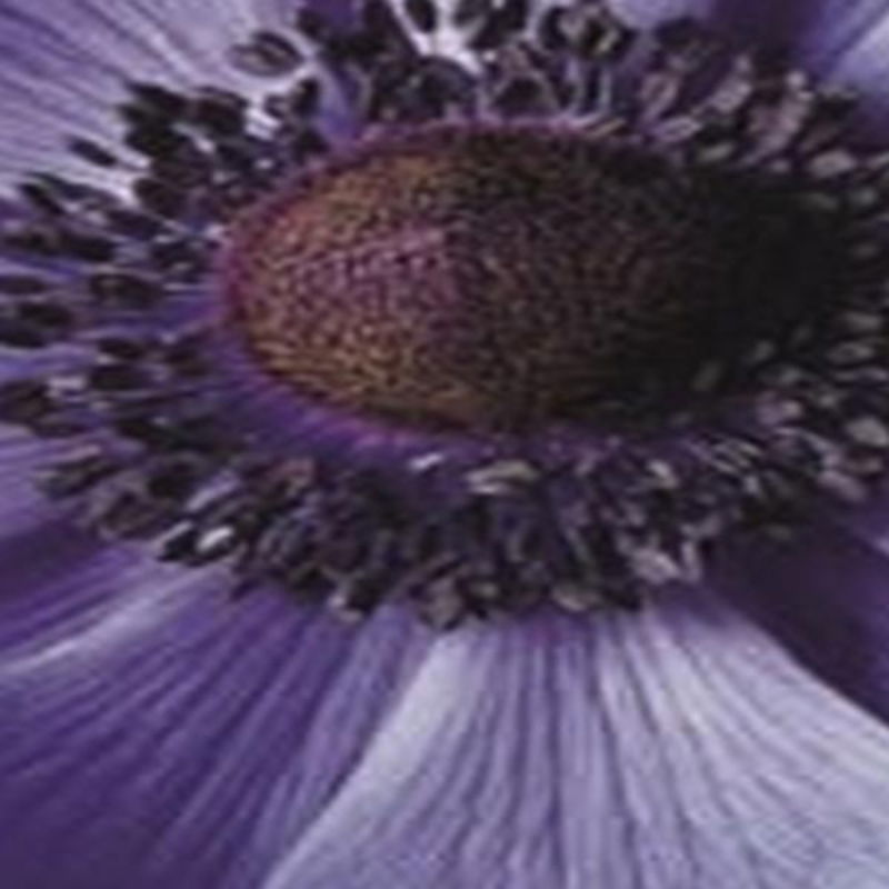 https://cdn.warentuin.nl/media/catalog/product/S/C/SCAN8712438973345_01_jub_anemone_coronaria_mr_fokker_blauw_15_bloembollen_anemo_f277.jpg