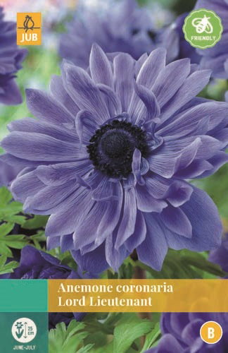 https://cdn.warentuin.nl/media/catalog/product/S/C/SCAN8712438973376_jub_anemone_coronaria_lord_lieutenant_blauw_15_bloembollen_ju_53b5.jpg